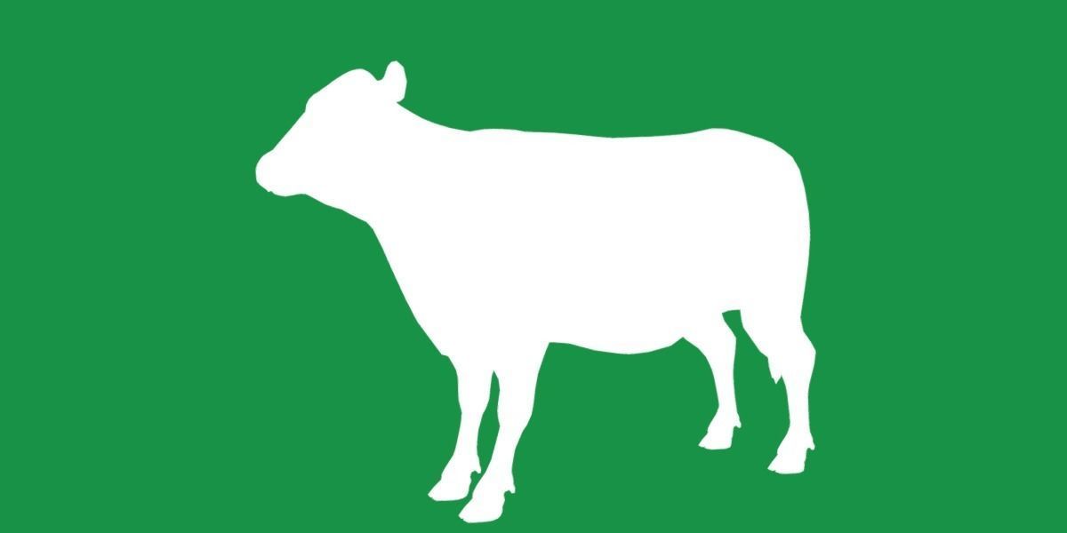 Black Cattle Mammal Low-poly 3D model_14