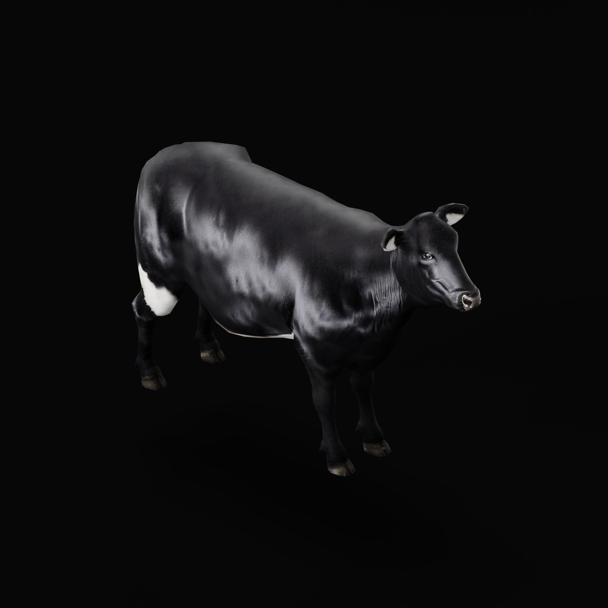 Black Cattle Mammal Low-poly 3D model_20