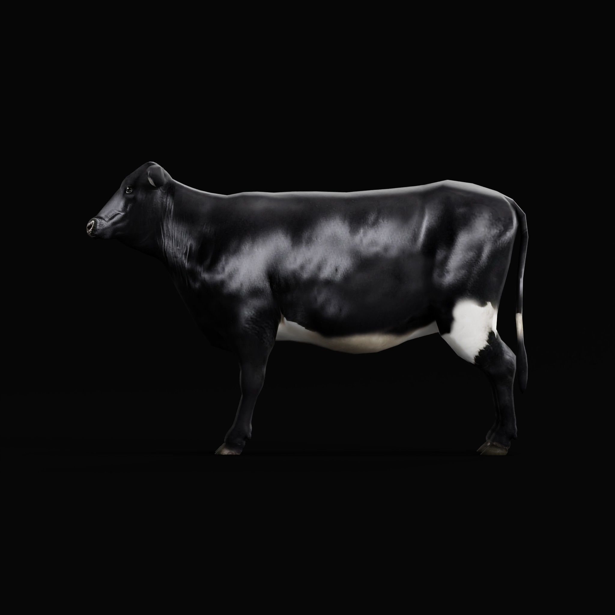 Black Cattle Mammal Low-poly 3D model_24