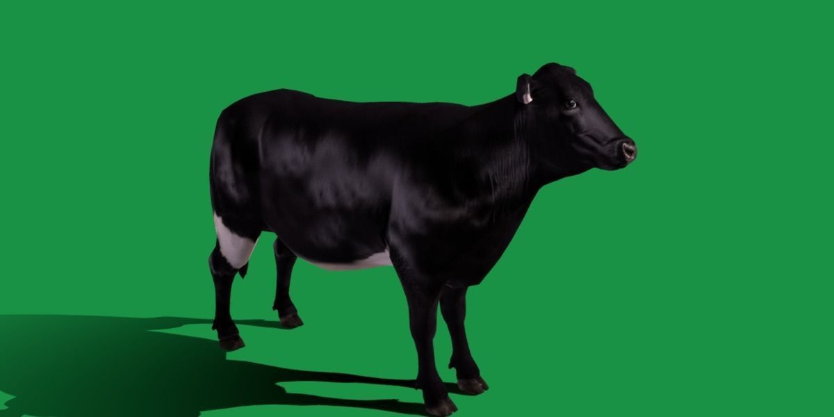 Black Cattle Mammal Low-poly 3D model_23
