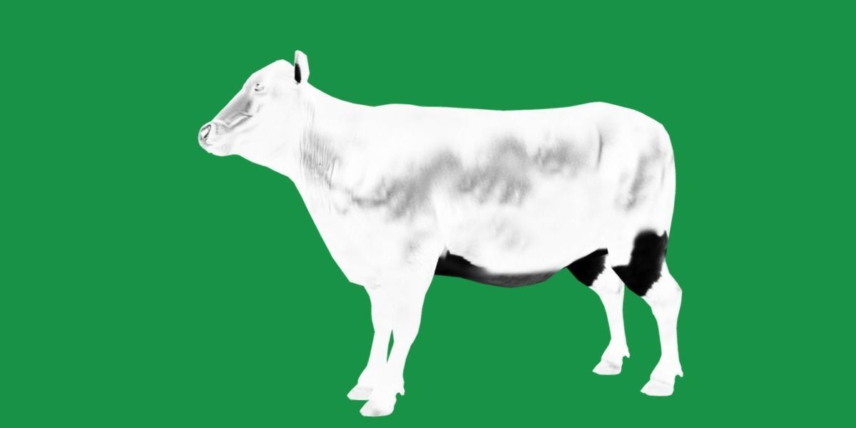 Black Cattle Mammal Low-poly 3D model_16