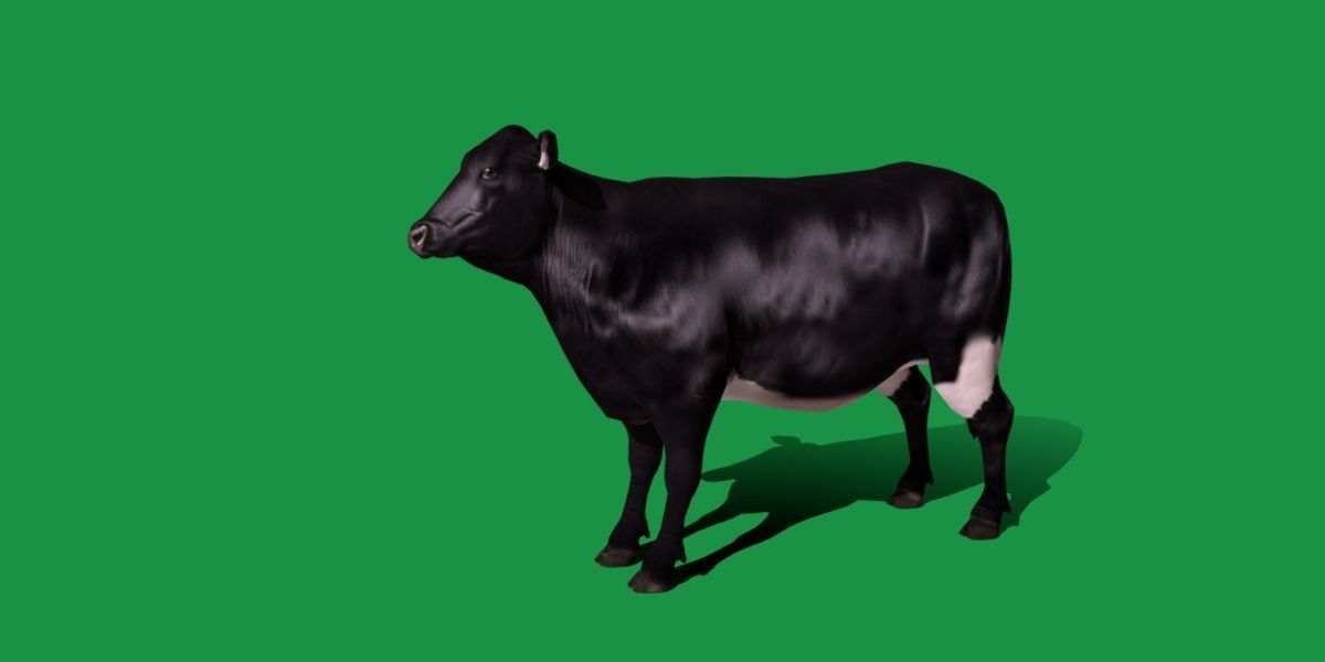 Black Cattle Mammal Low-poly 3D model_18