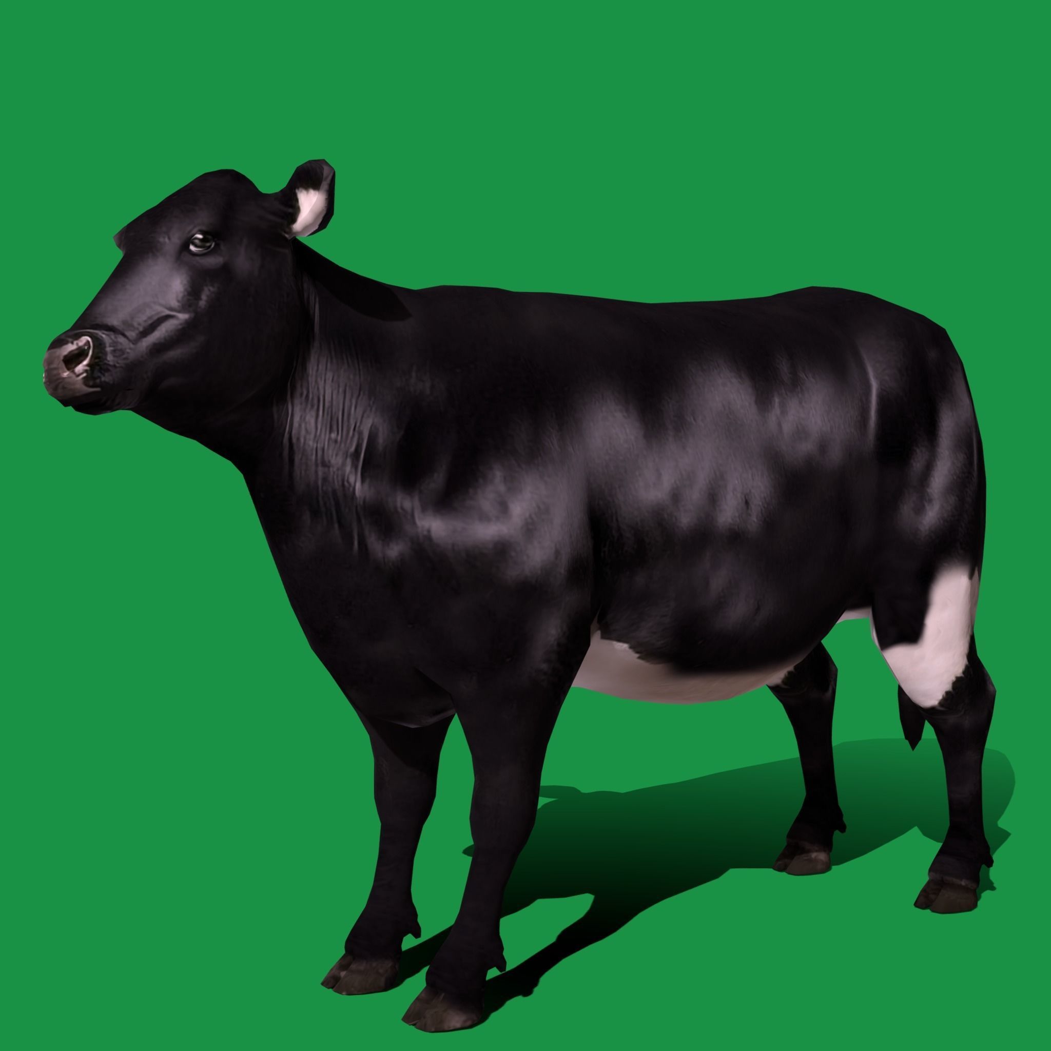 Black Cattle Mammal Low-poly 3D model_10
