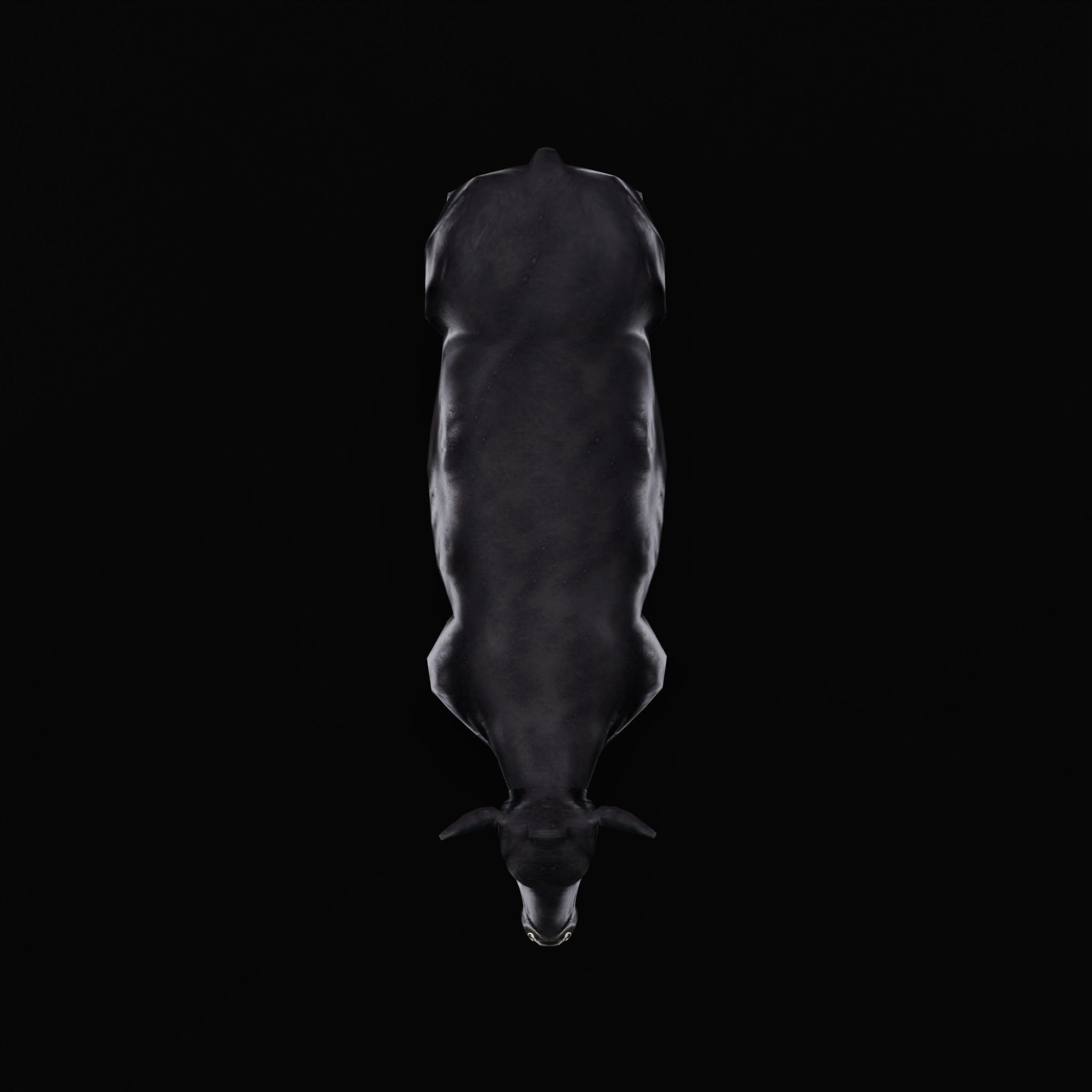 Black Cattle Mammal Low-poly 3D model_7