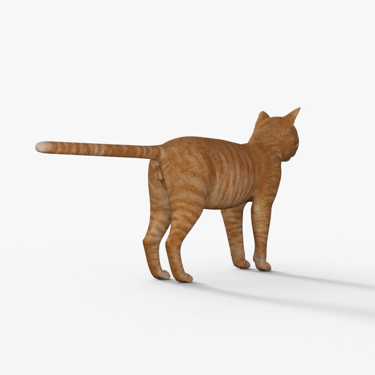 Yellow 3D Cat Rigged 3D model_6