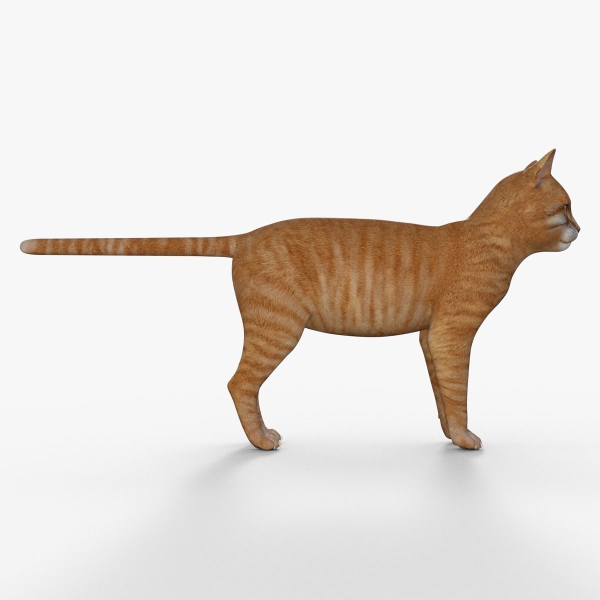 Yellow 3D Cat Rigged 3D model_7