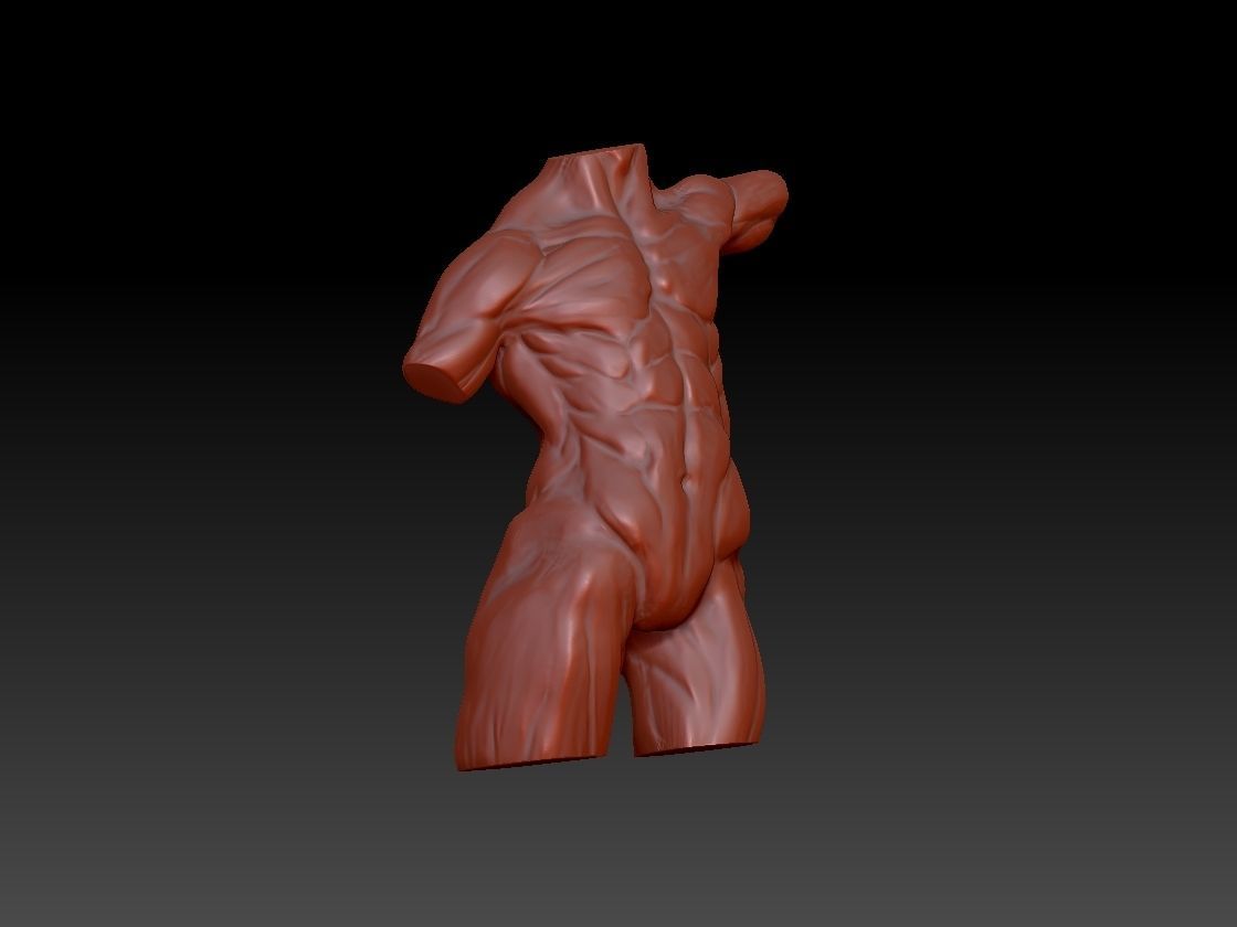 Male torso 3D print model_1