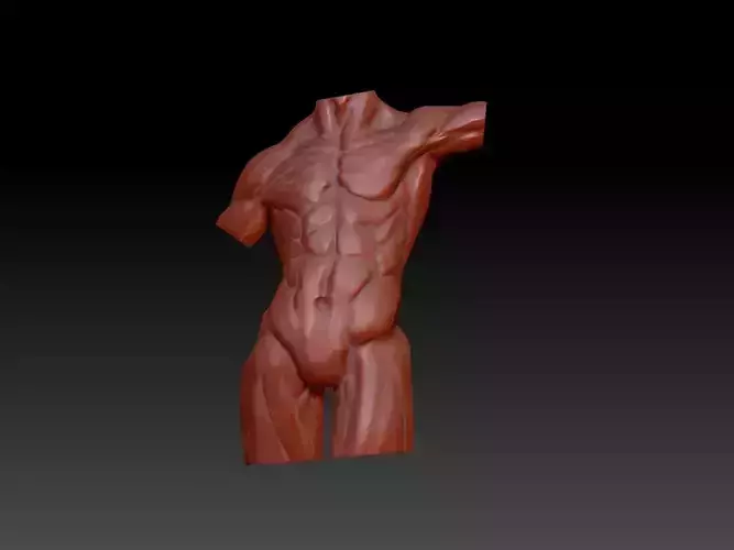 Male torso