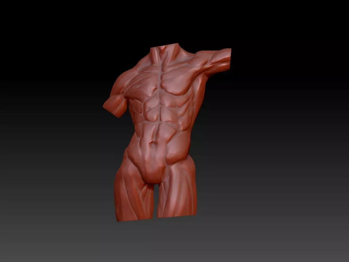 Male torso 3D print model_0