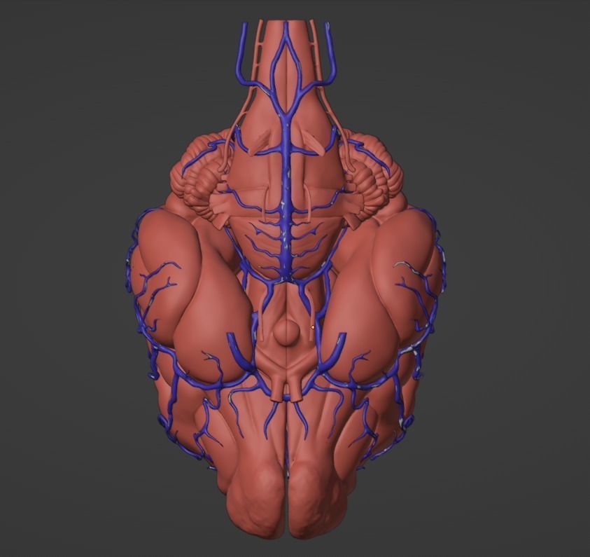 3D Model of Canine Brain with Arteries 3D model_2