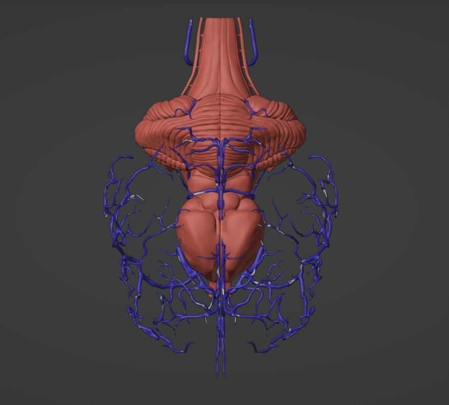 3D Model of Canine Brain with Arteries 3D model_6