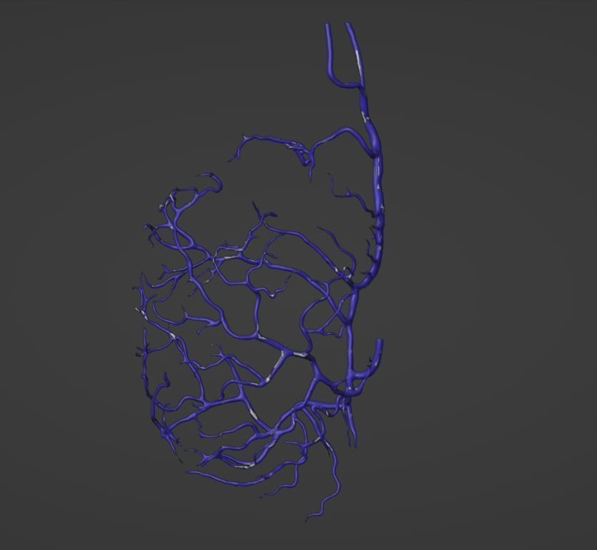 3D Model of Canine Brain with Arteries 3D model_8