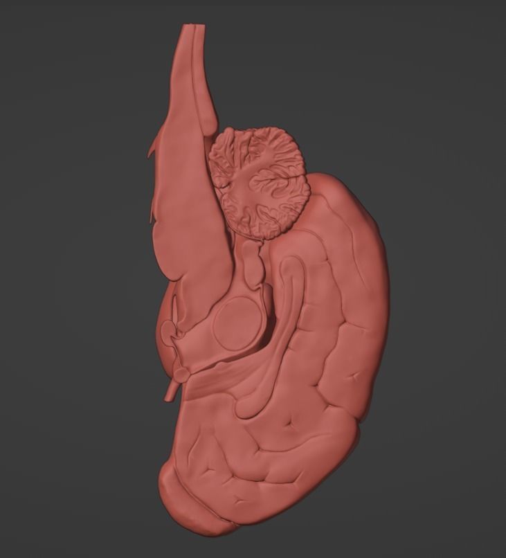 3D Model of Canine Brain with Arteries 3D model_14
