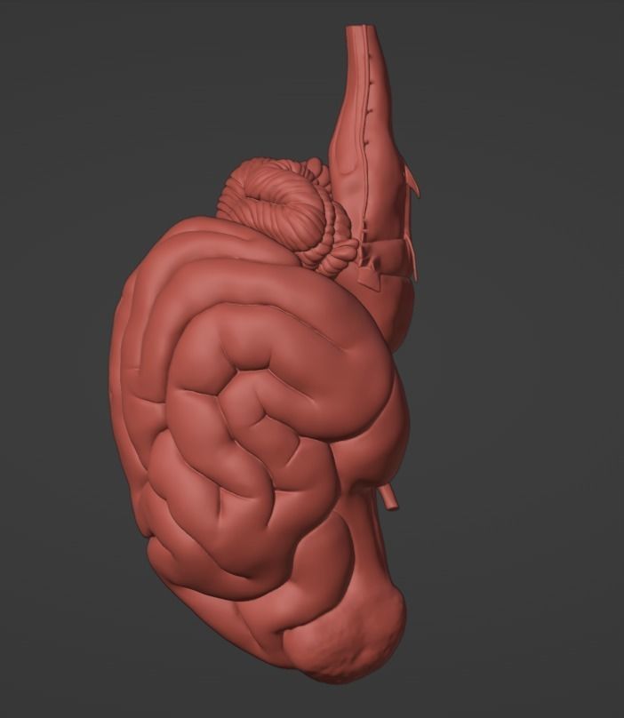 3D Model of Canine Brain with Arteries 3D model_10