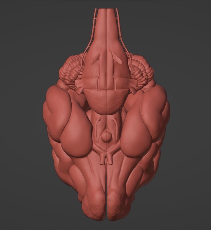 3D Model of Canine Brain with Arteries 3D model_12