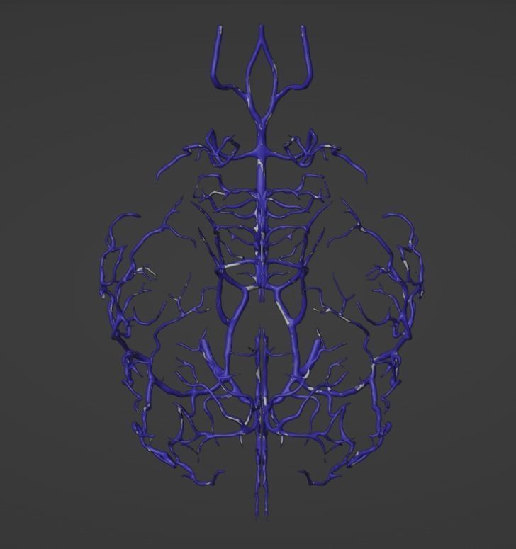 3D Model of Canine Brain with Arteries 3D model_7