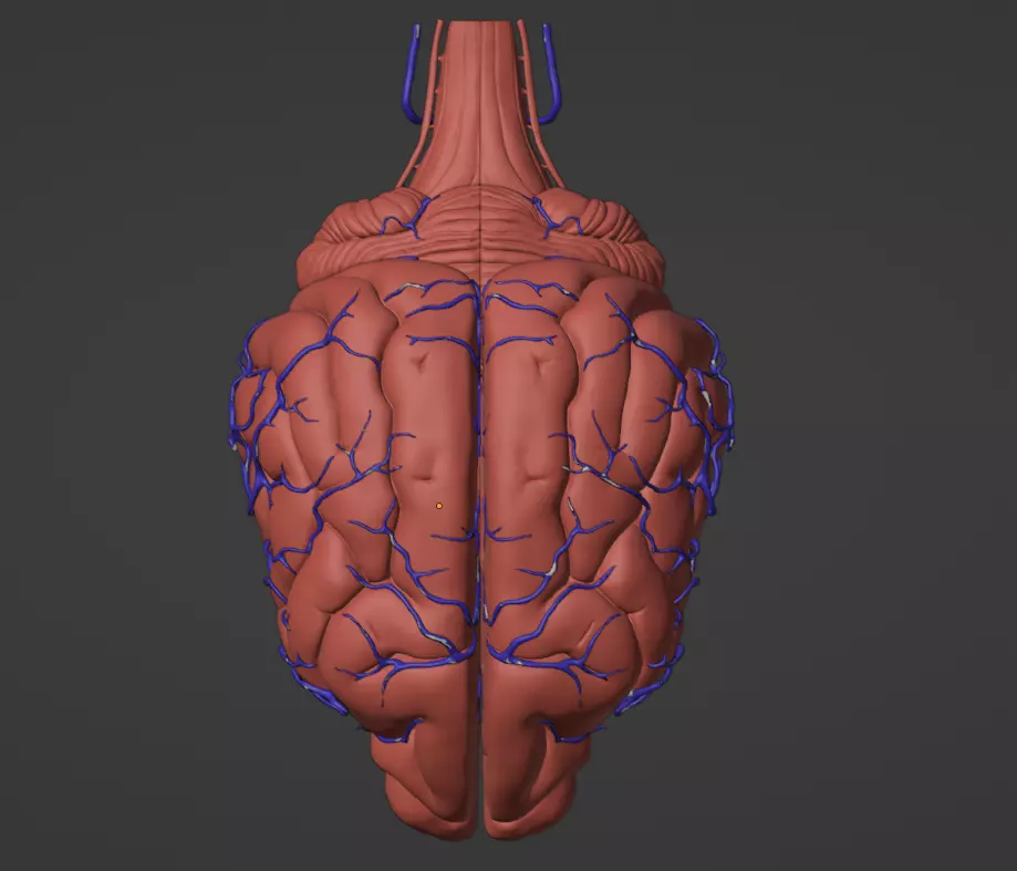 3D Model of Canine Brain with Arteries 3D model_0