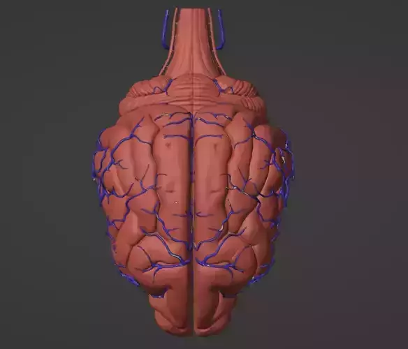 3D Model of Canine Brain with Arteries 3D model 3D Model of Canine Brain with Arteries 3D model