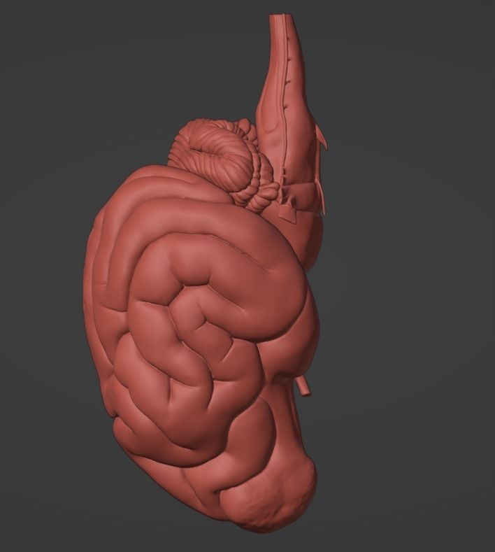 3D Model of Canine Brain with Arteries 3D model_13