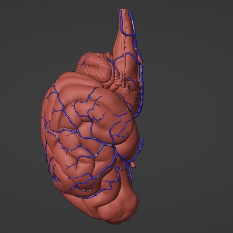3D Model of Canine Brain with Arteries 3D model_1