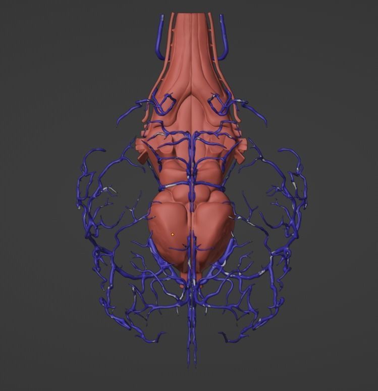 3D Model of Canine Brain with Arteries 3D model_5