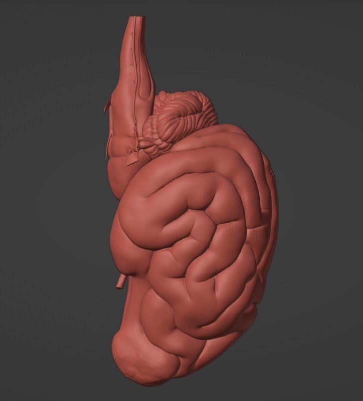 3D Model of Canine Brain with Arteries 3D model_11