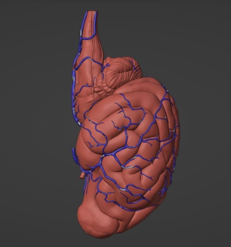 3D Model of Canine Brain with Arteries 3D model_3