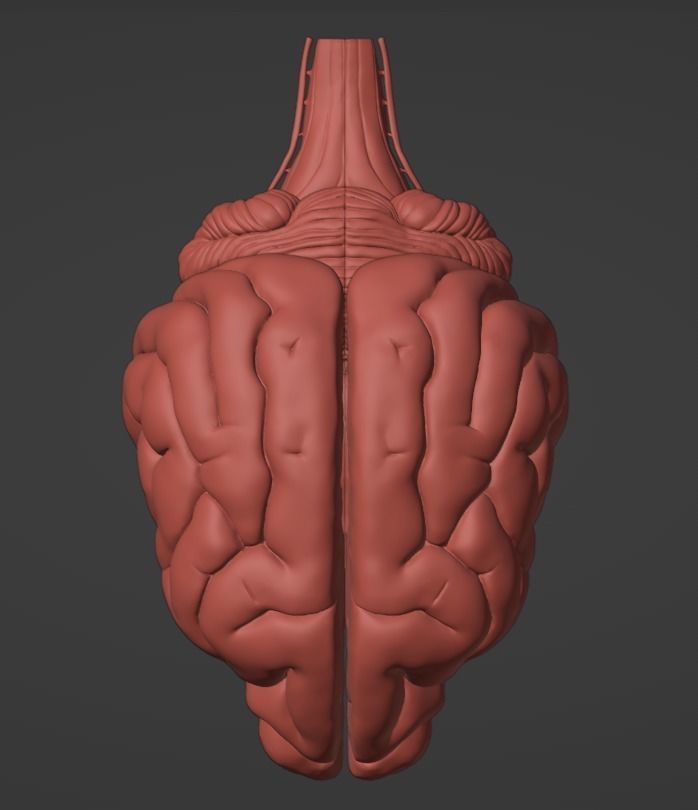 3D Model of Canine Brain with Arteries 3D model_4
