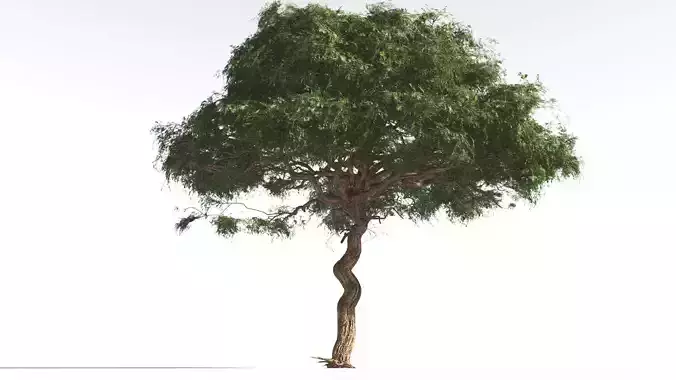 EVERYPlant Umbrella Thorn Acacia 2 --12 Models-- 3D model