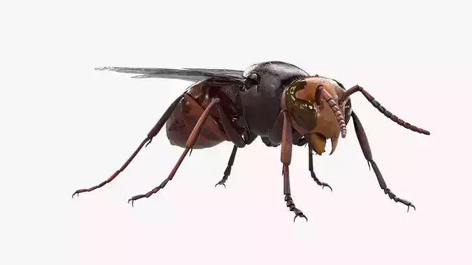  8K Realistic Honey Bee Low-poly 3D model
