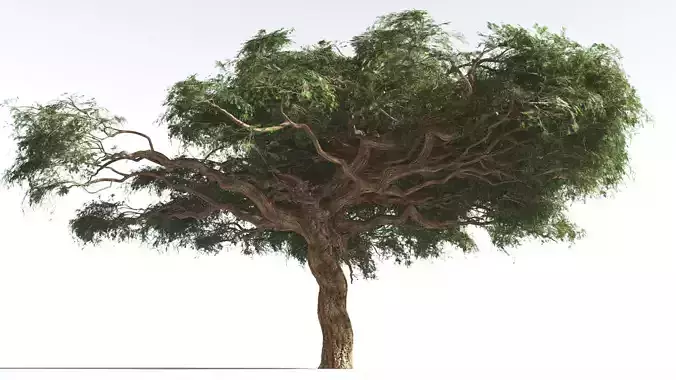 EVERYPlant Umbrella Thorn Acacia 3 --12 Models-- 3D model