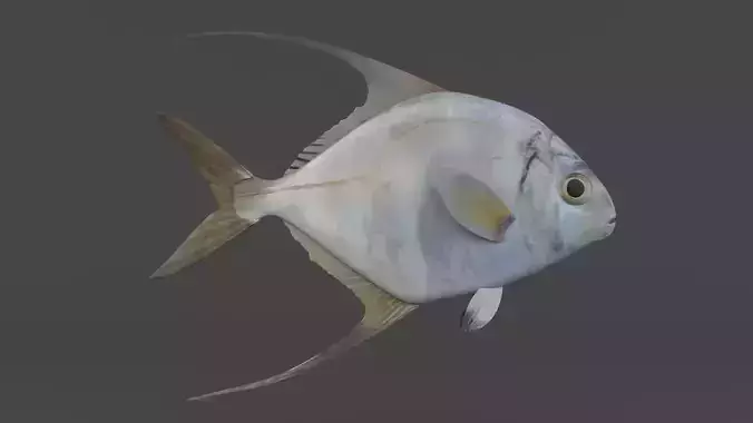 Threadfin Fish 3D model