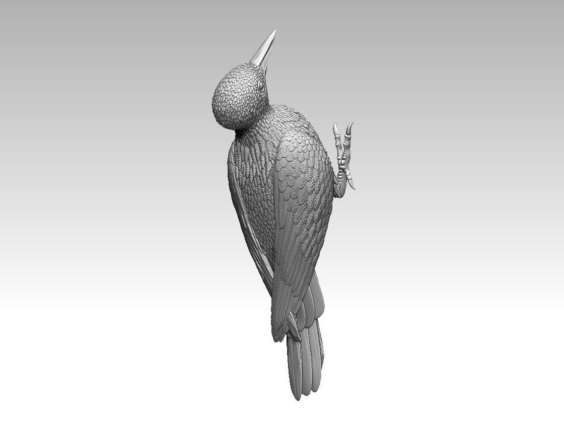 woodpecker 3D print model_18