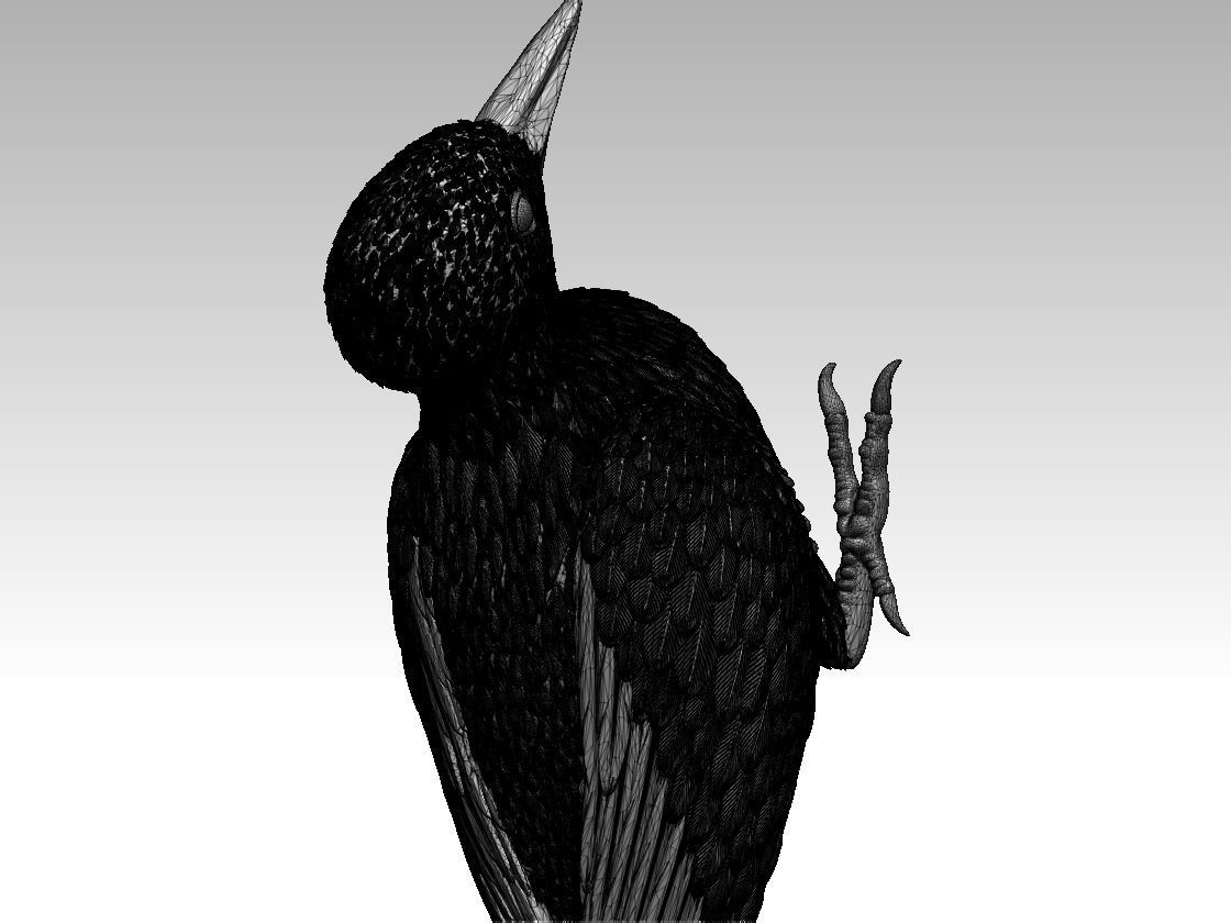 woodpecker 3D print model_23