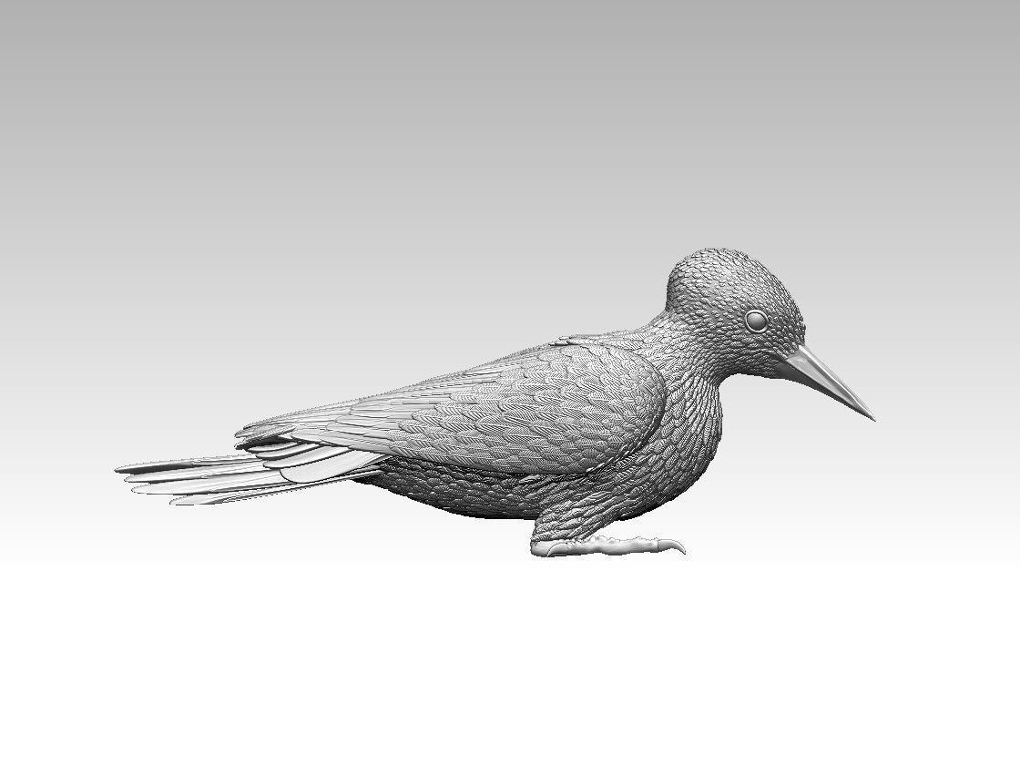 woodpecker 3D print model_44