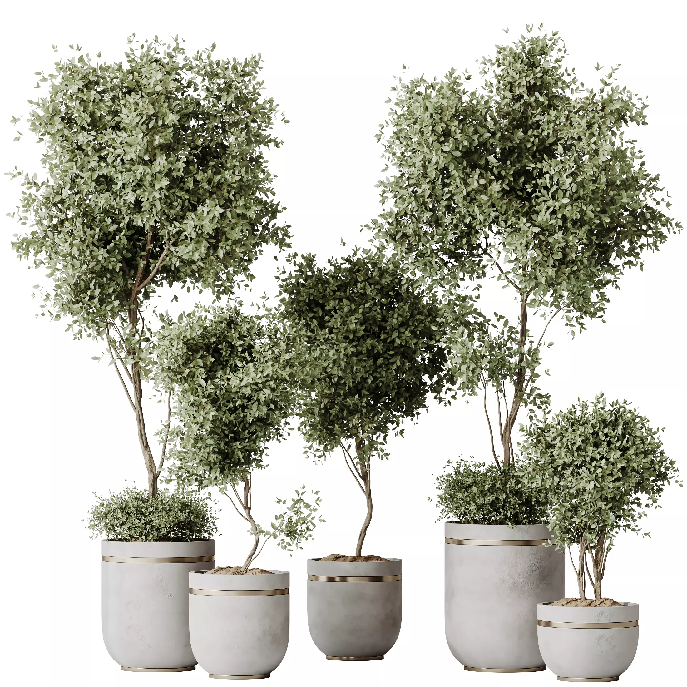 Kalamata Leccino Arbequina Wilsonii Chemlali Olive Set 21 3D model