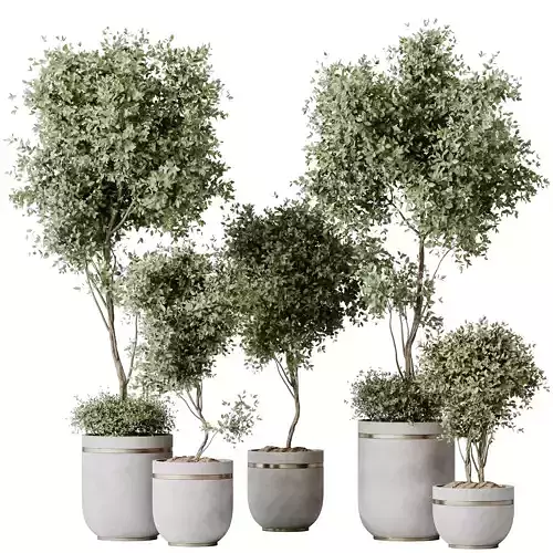 Kalamata Leccino Arbequina Wilsonii Chemlali Olive Set 21 3D model