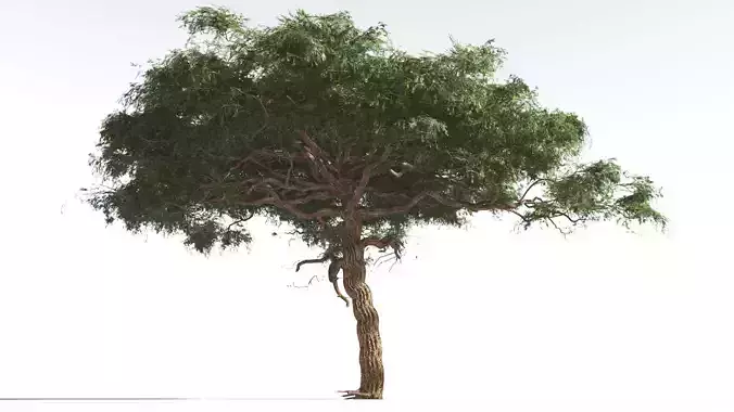 EVERYPlant Umbrella Thorn Acacia 4 --12 Models-- 3D model