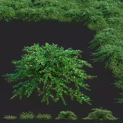 Cotoneaster dammeri coral beauty  with berries 3D model