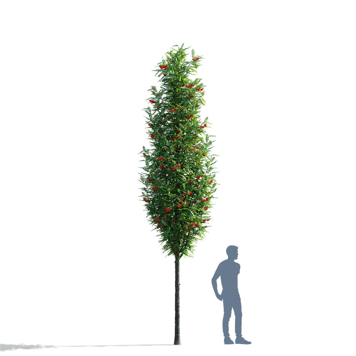 Sorbus aucuparia Fastigiata 3D model_3