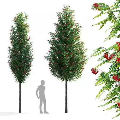  Sorbus aucuparia Fastigiata 3D model