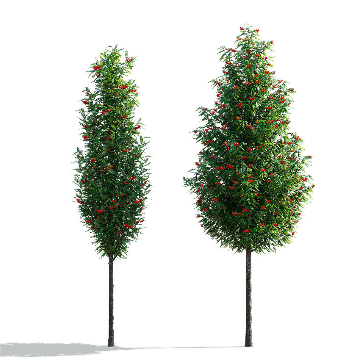 Sorbus aucuparia Fastigiata 3D model_1
