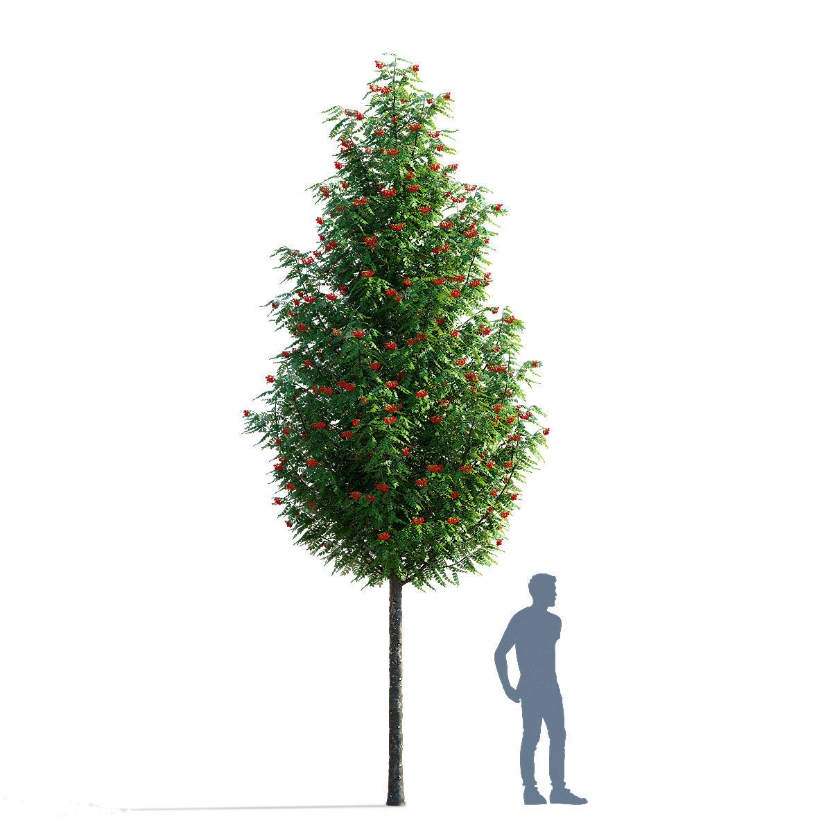 Sorbus aucuparia Fastigiata 3D model_2