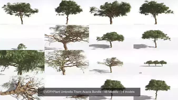 EVERYPlant Umbrella Thorn Acacia Bundle --48 Models-- 3D Model Collection
