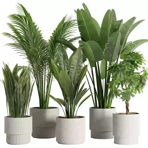 Indoor Plant Set45
