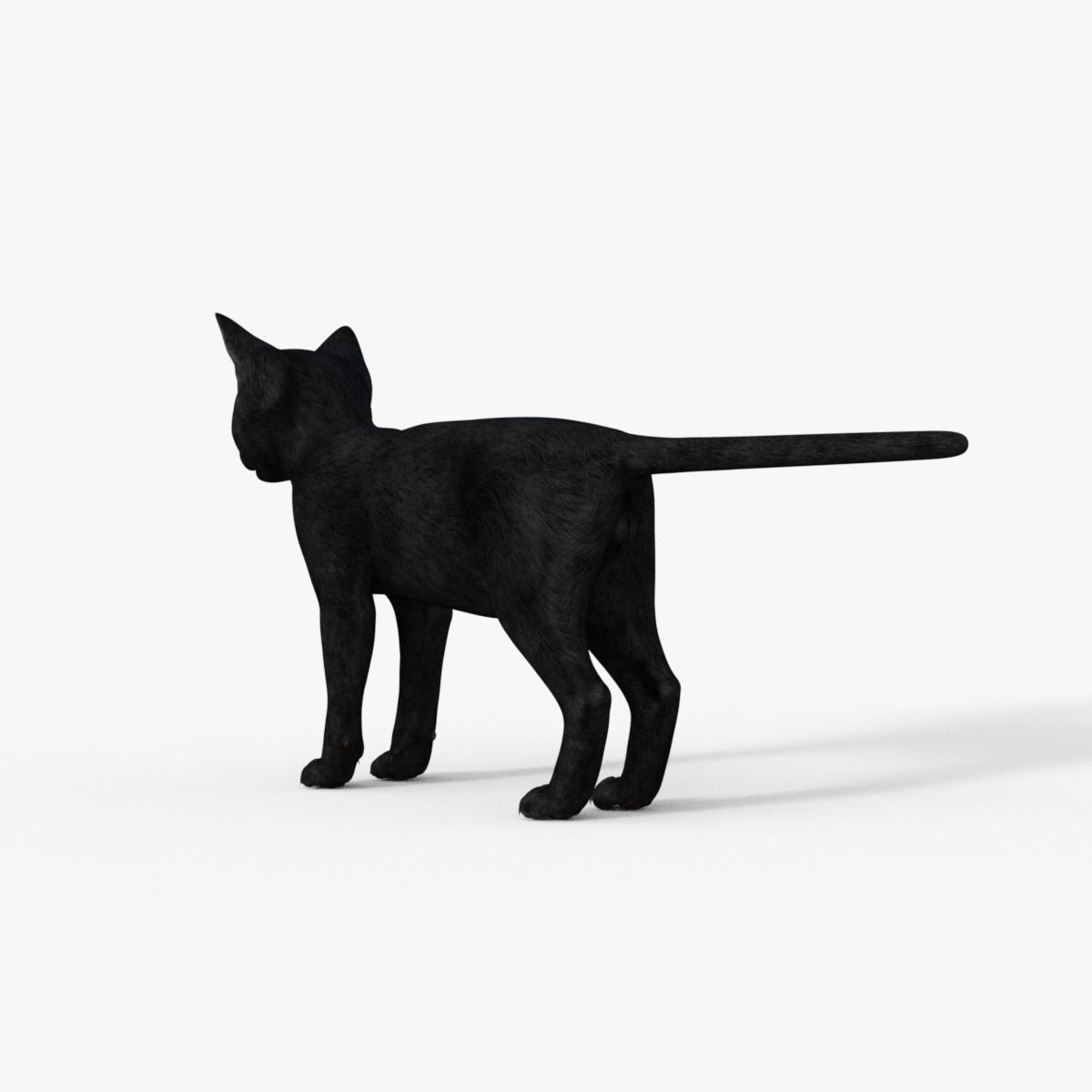 Realistic 3D Black  Kitten Rigged 3D model_12