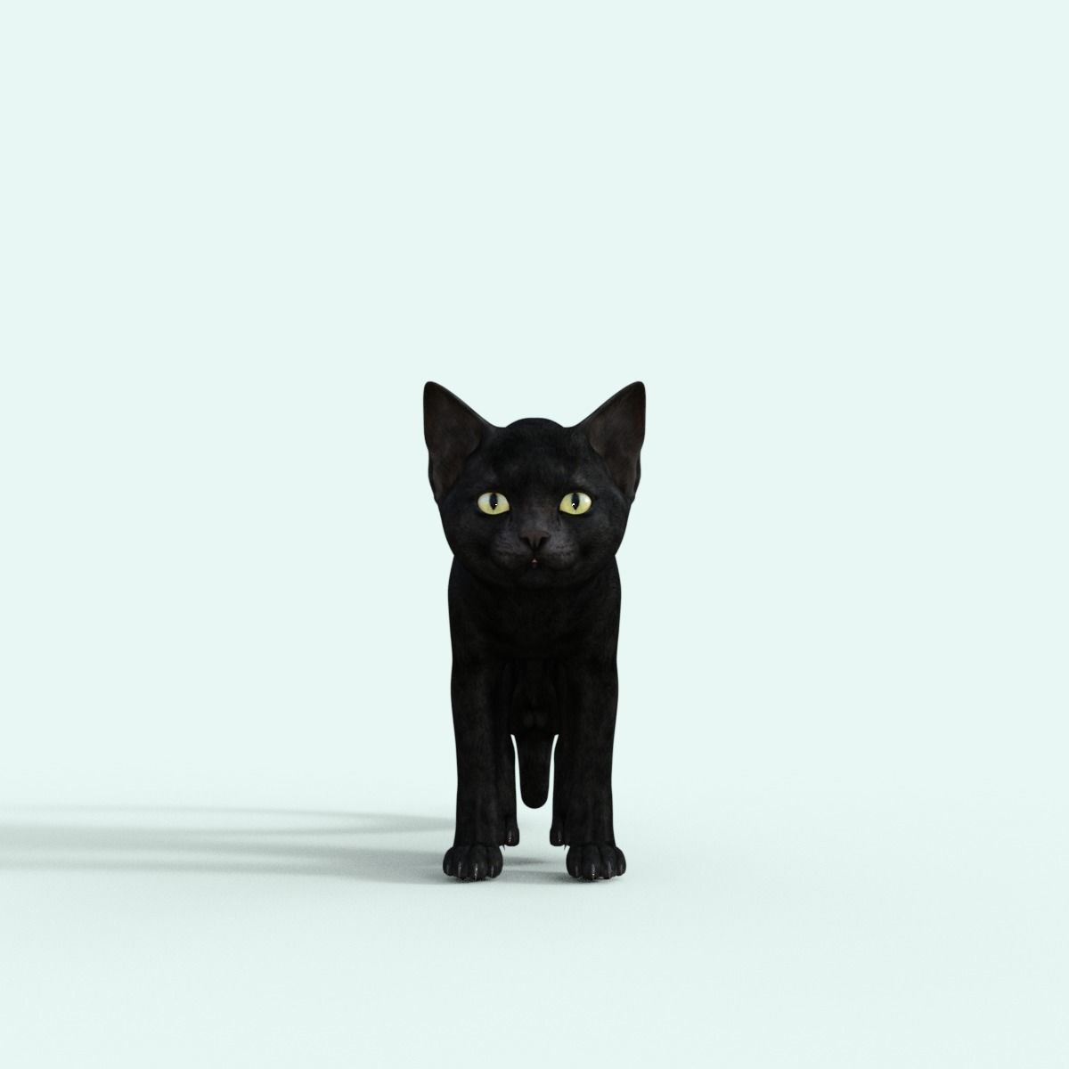 Realistic 3D Black  Kitten Rigged 3D model_19