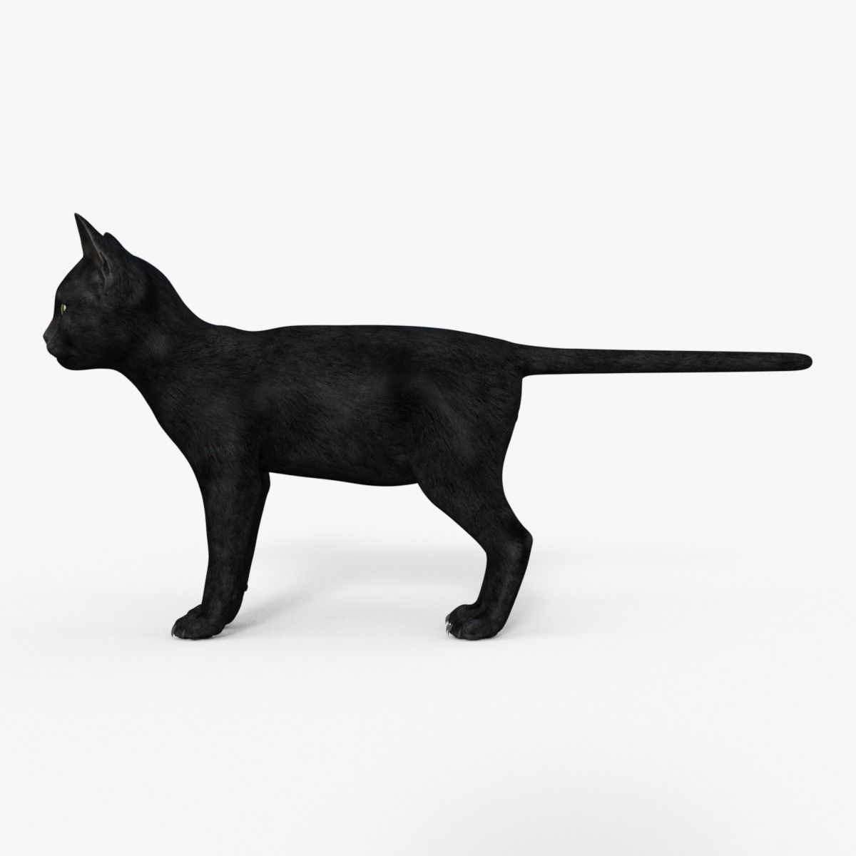 Realistic 3D Black  Kitten Rigged 3D model_11