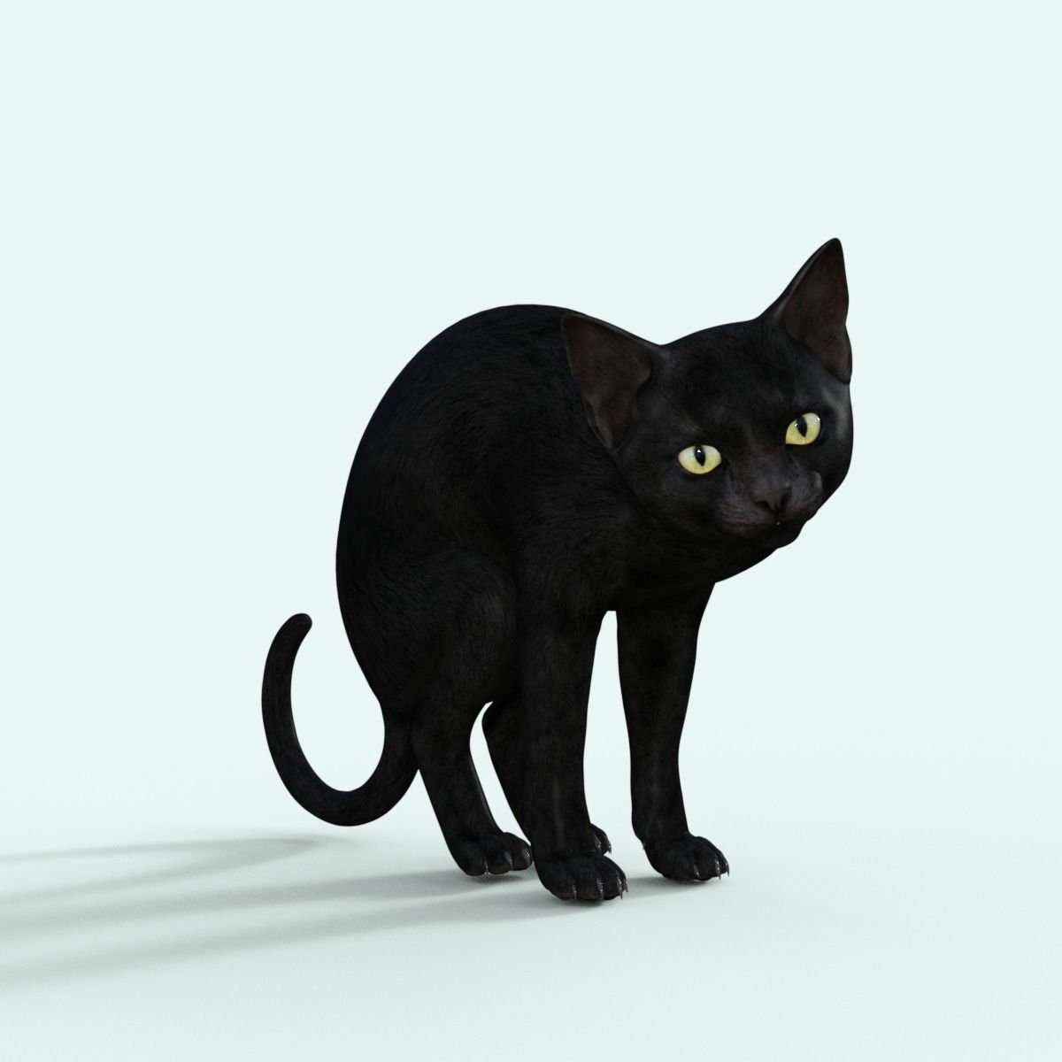 Realistic 3D Black  Kitten Rigged 3D model_16