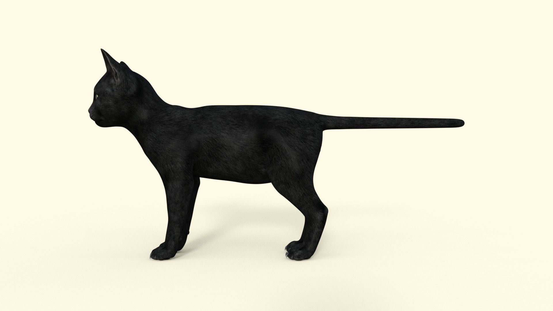 Realistic 3D Black  Kitten Rigged 3D model_35